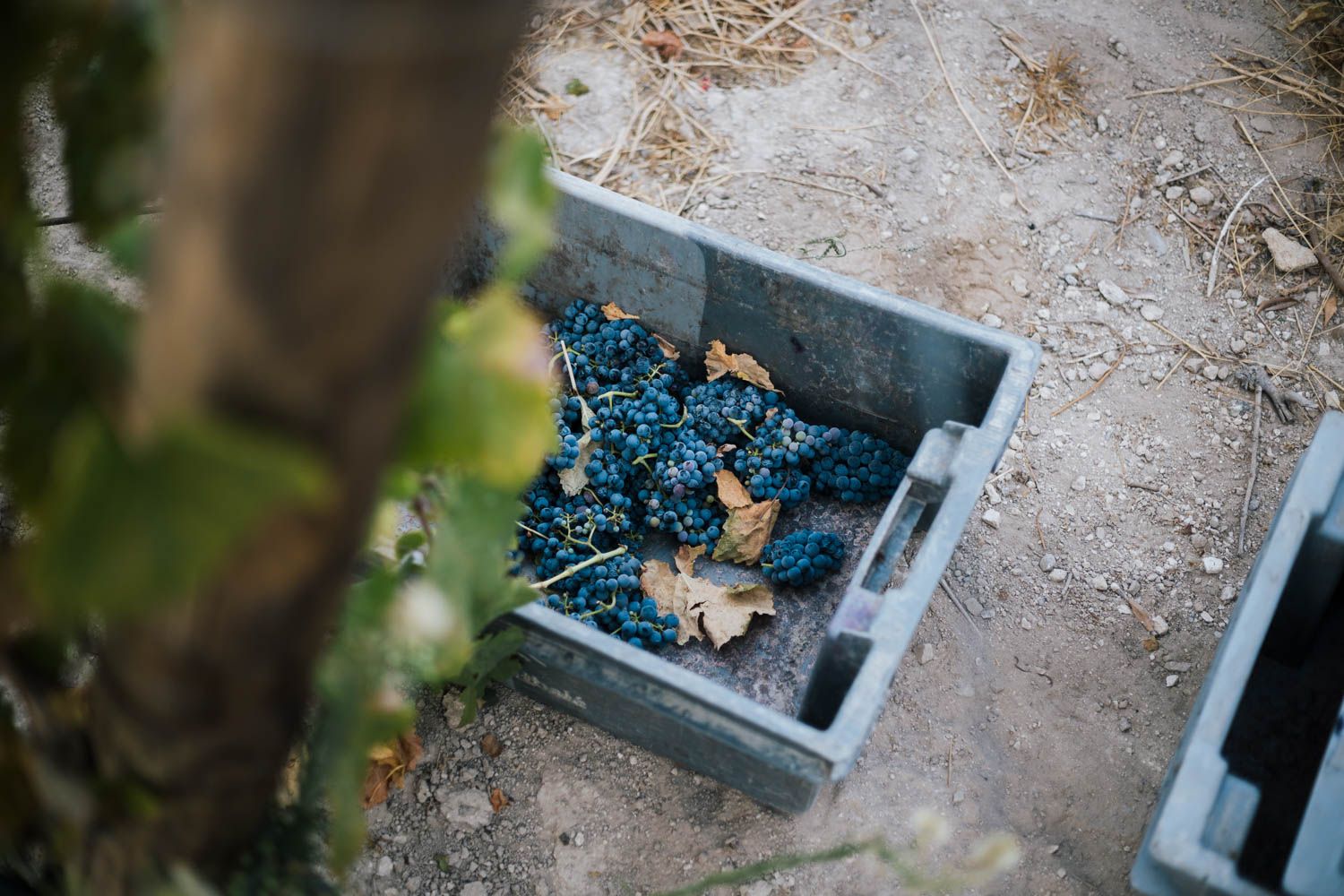 El conflicto de las uvas Tintilla de Rota y Graciano: una cuestión de sinónimos y lógica
