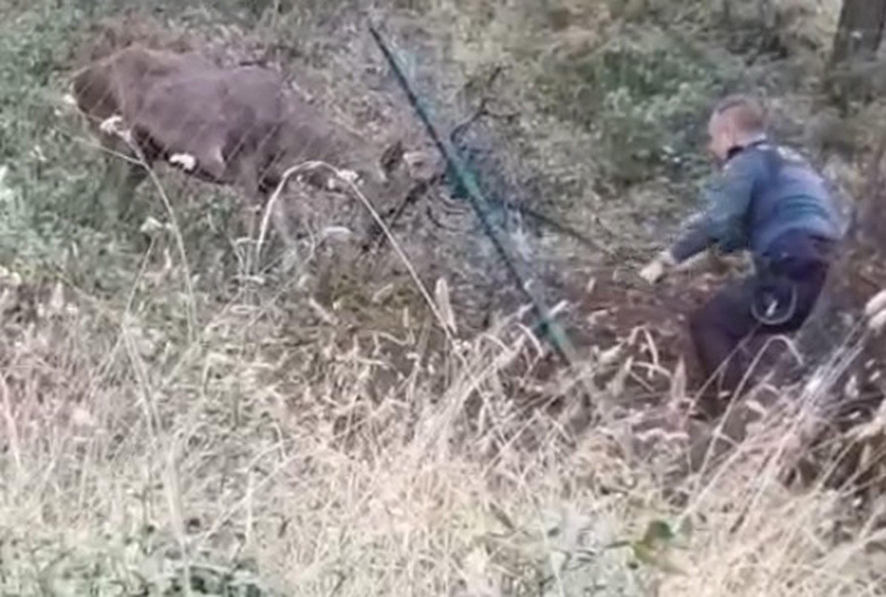 El precioso vídeo del rescate de un ciervo en San José del Valle: la labor la Guardia Civil tras el aviso de un ciclista
