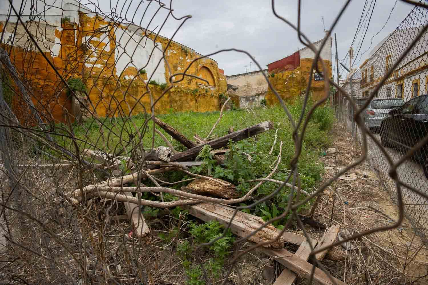 Ratas, cucarachas y palomas, las principales plagas en Jerez: 
