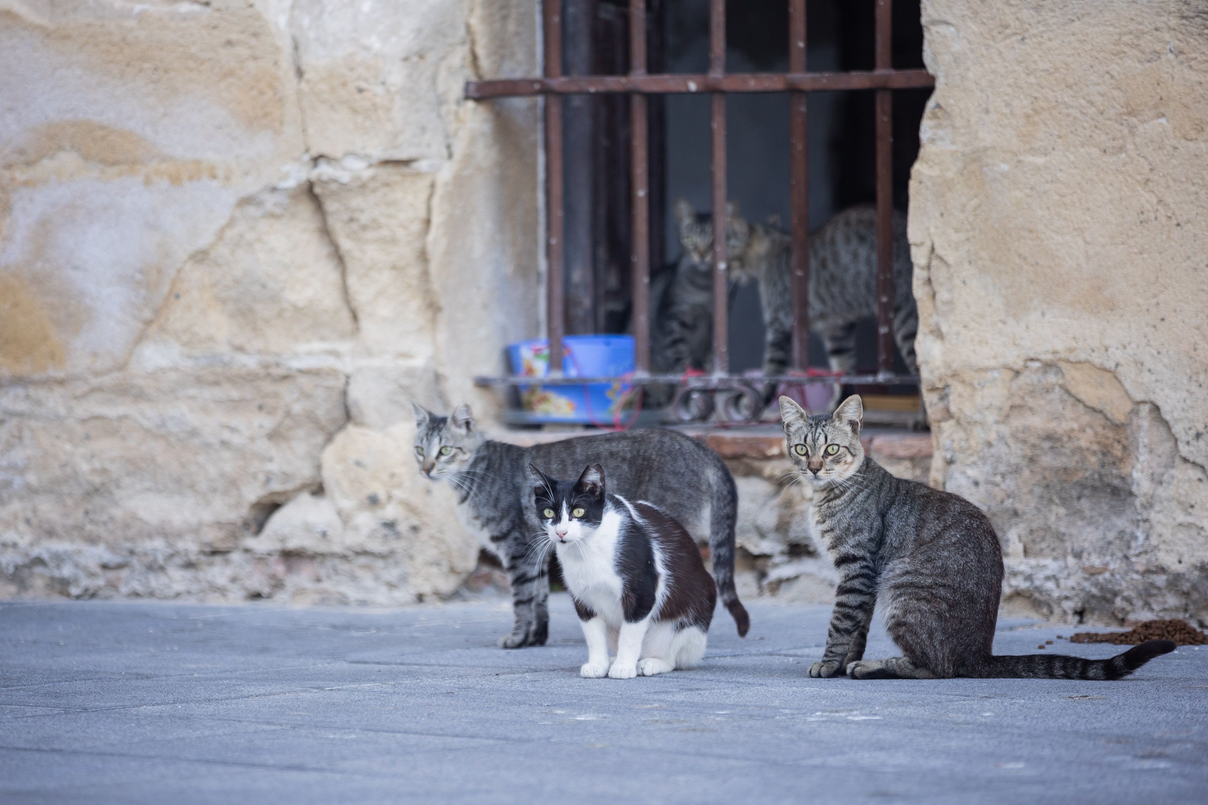 El Ayuntamiento de Jerez repone 60.000 euros de Protección Animal que dedicó temporalmente al Mundial de Motos