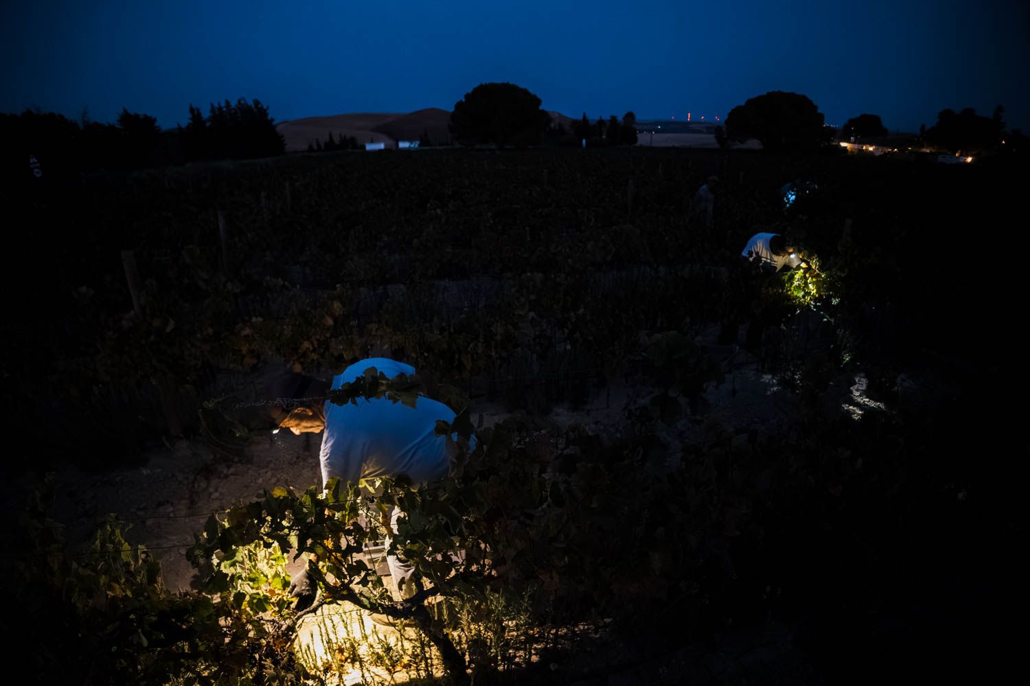 Tierra de Cádiz mantendrá el uso del nombre 'Tintilla de Rota' para esta uva