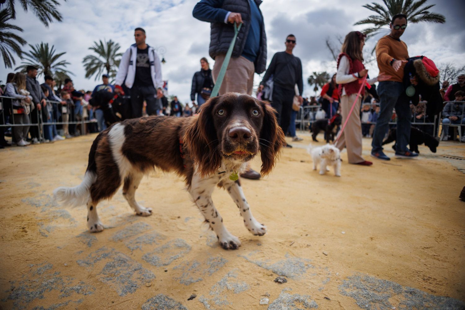Los animales de Jerez ya están bendecidos por San Antón - Manu García Los animales de Jerez ya están bendecidos por San Antón