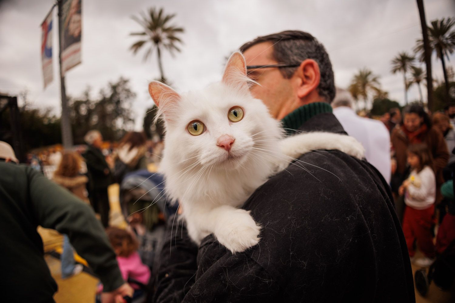 Los animales de Jerez ya están bendecidos por San Antón - Manu García Los animales de Jerez ya están bendecidos por San Antón