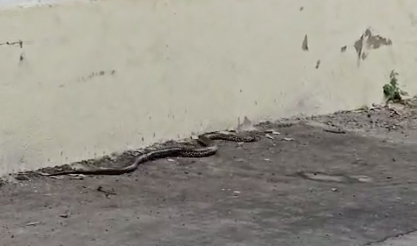 Una serpiente, de 'paseo' por el casco histórico de Jerez