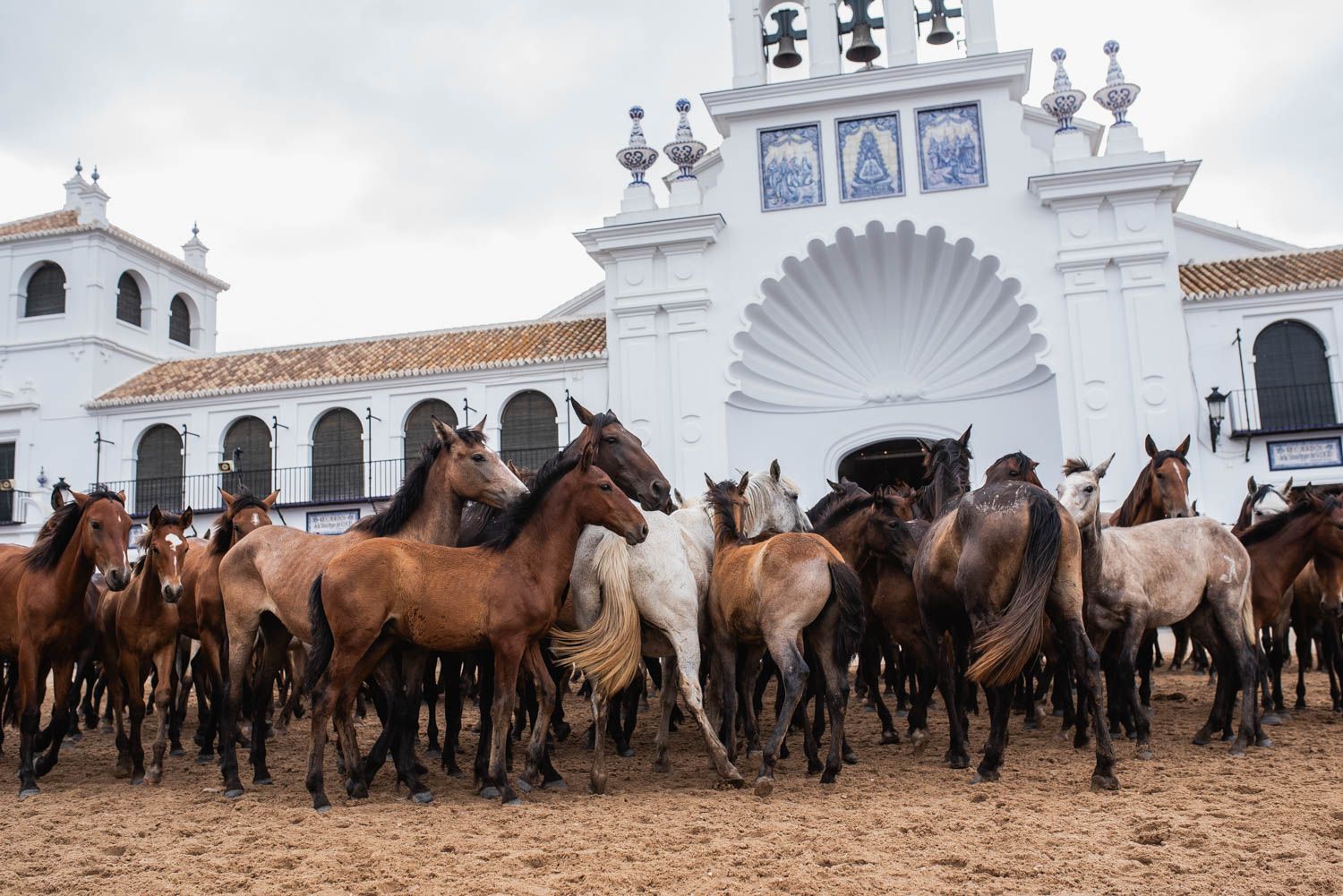 La saca de las yeguas, de Doñana a El Rocío, en imágenes. - MAURI BUHIGAS