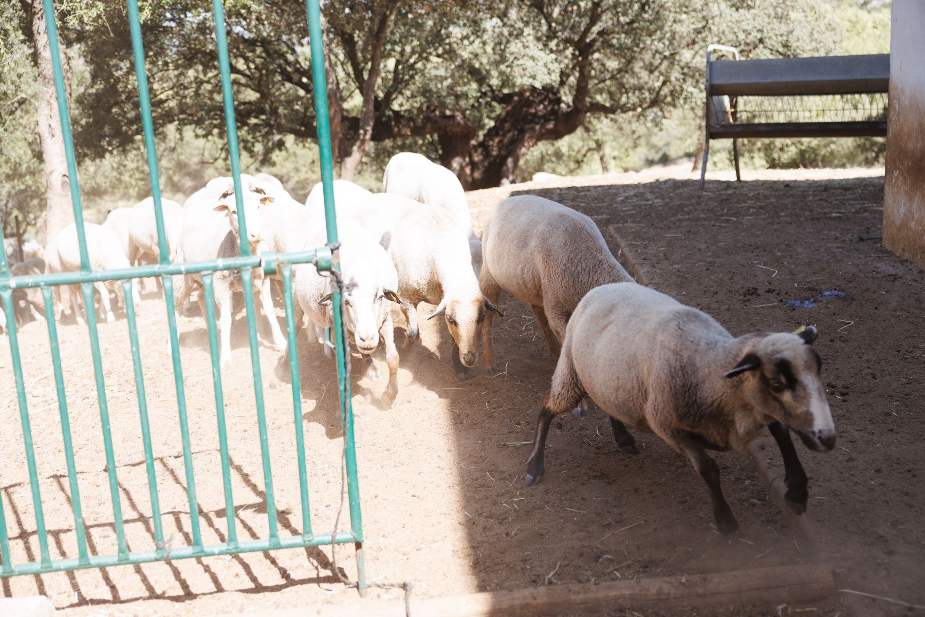 Ovejas de Grazalema, en una imagen reciente. - JUAN CARLOS TORO