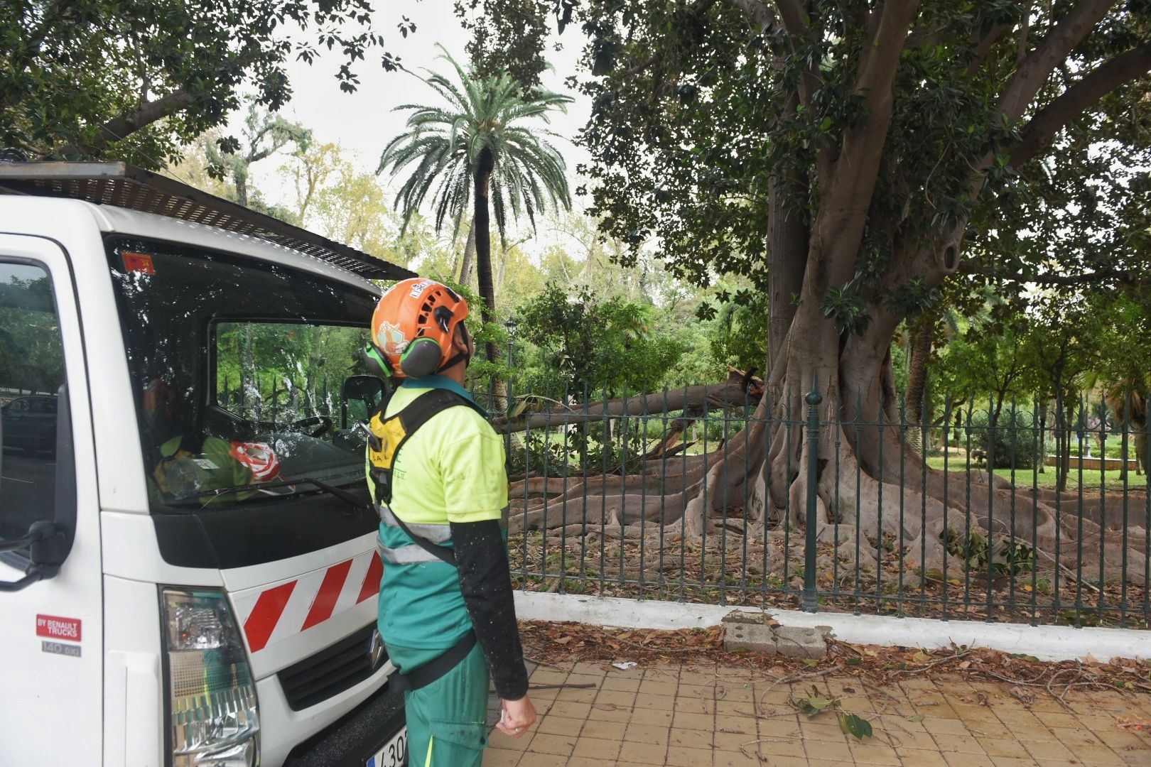 Ecologistas de Sevilla participarán en una iniciativa nacional que localiza alcorques vacíos para reclamar más árboles