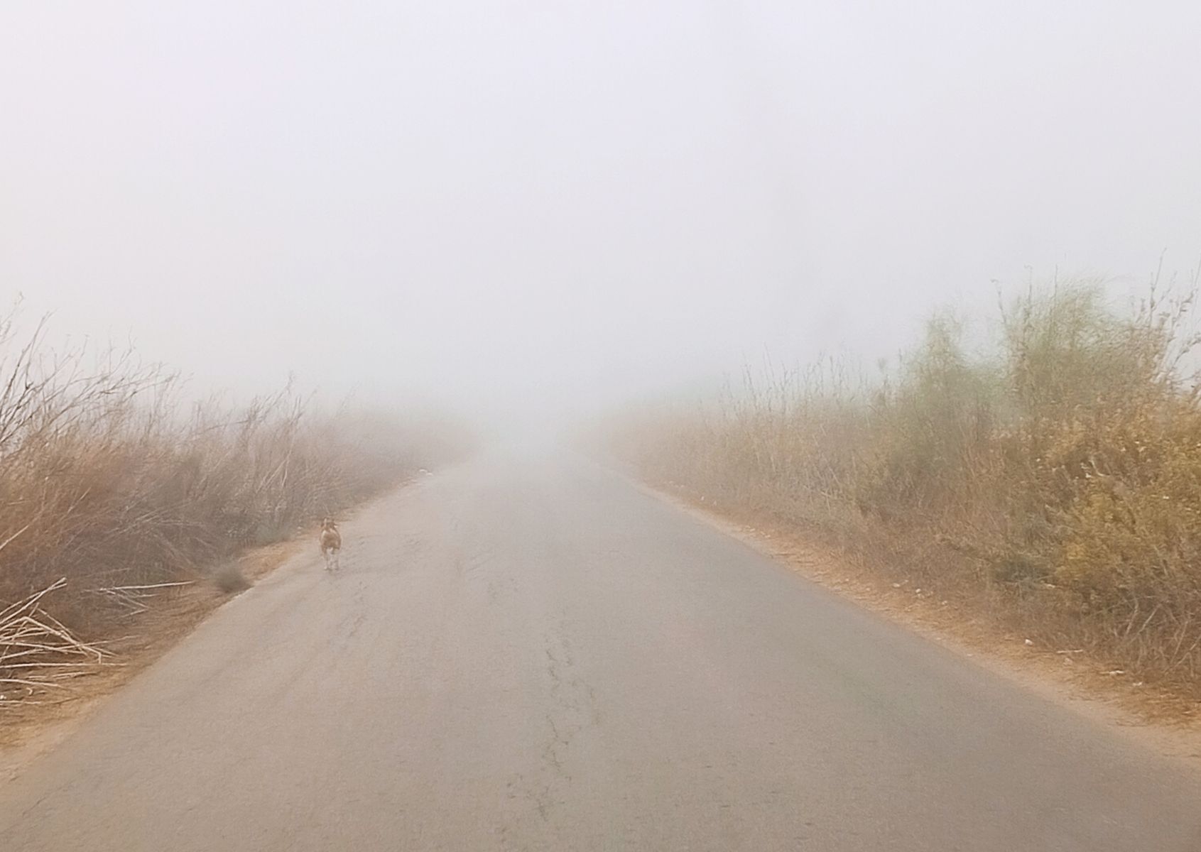 Un camino con niebla. - Santiago Moreno