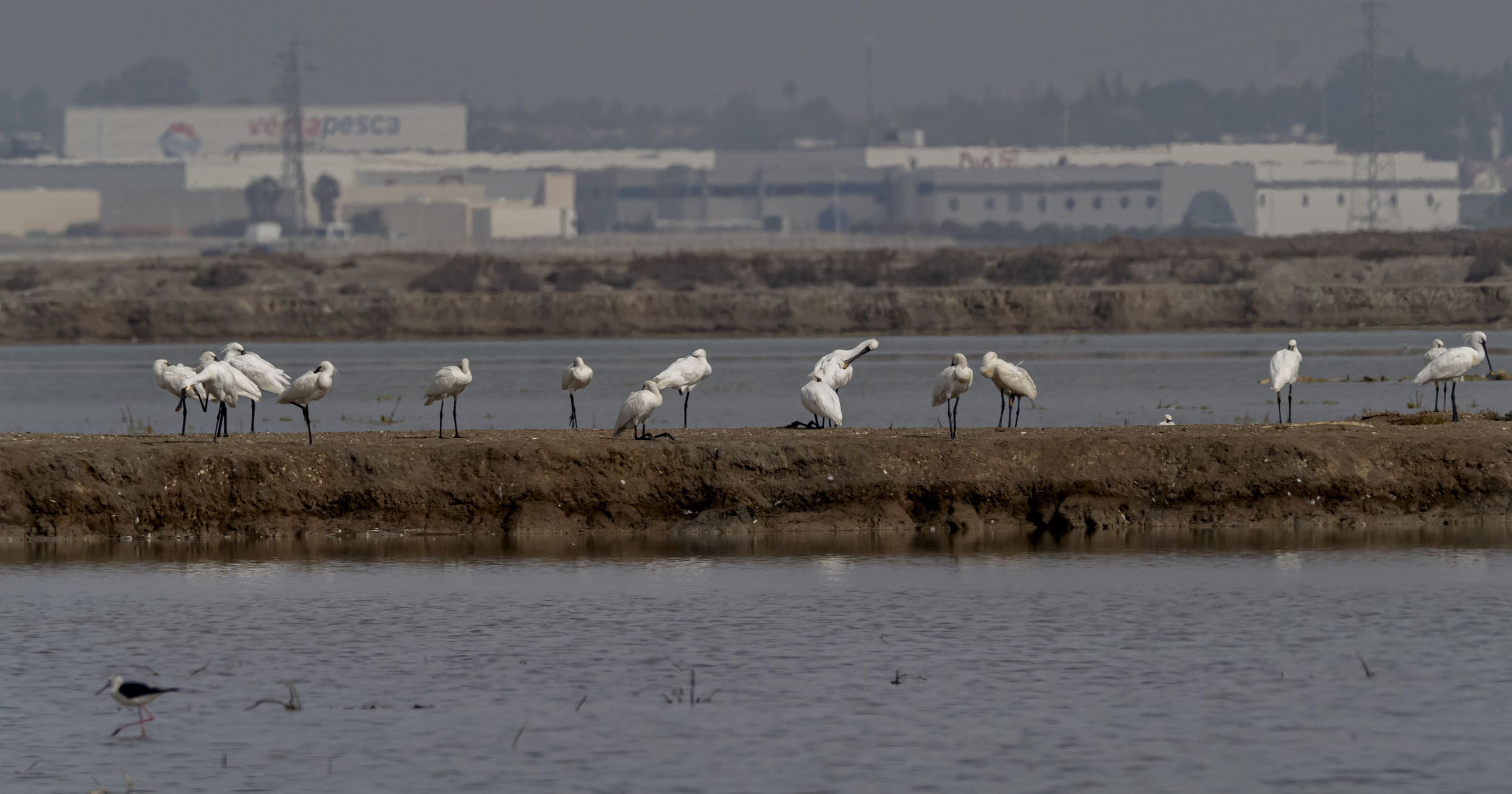 Las marismas de la Bahía de Cádiz están 