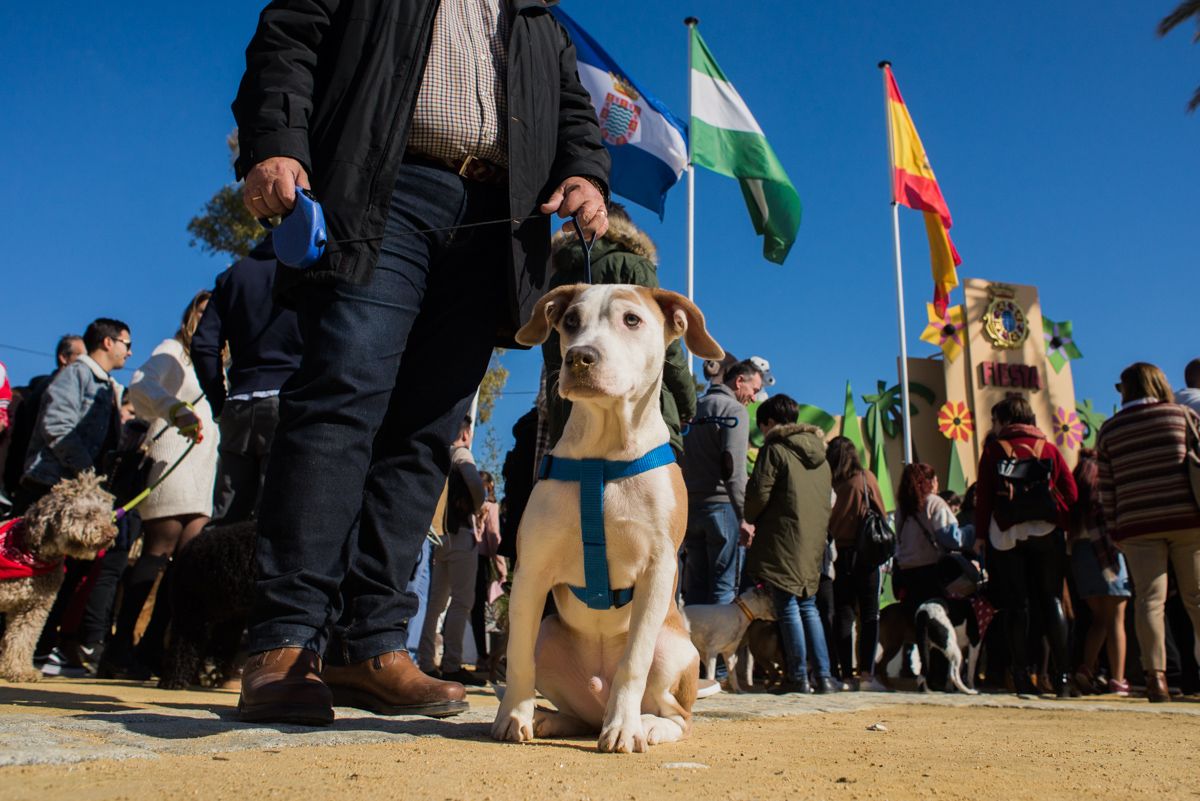 Uno de los perros participantes el pasado San Antón. FOTO: MANU GARCÍA - Uno de los perros participantes el pasado San Antón. FOTO: MANU GARCÍA
