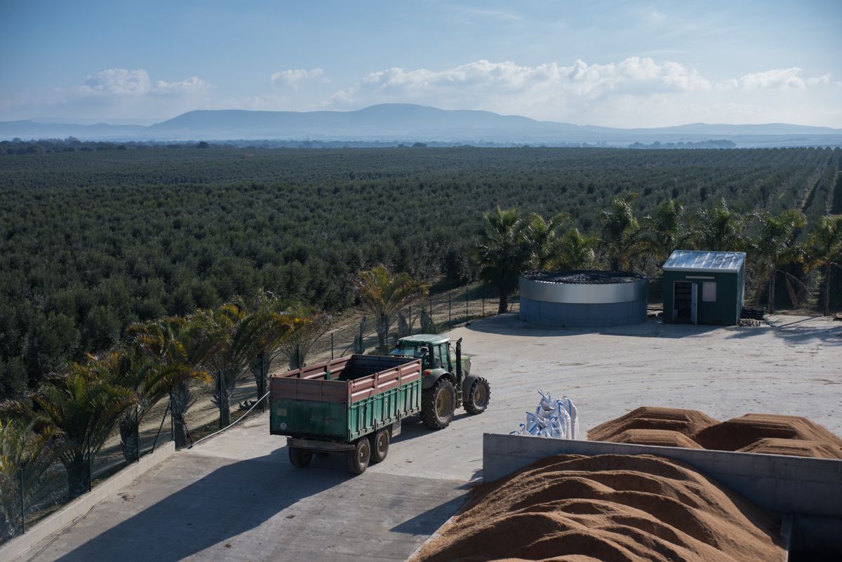 Andalucía, líder en producción ecológica: crecen las almazaras y el vacuno acapara la mayor cantidad de fincas