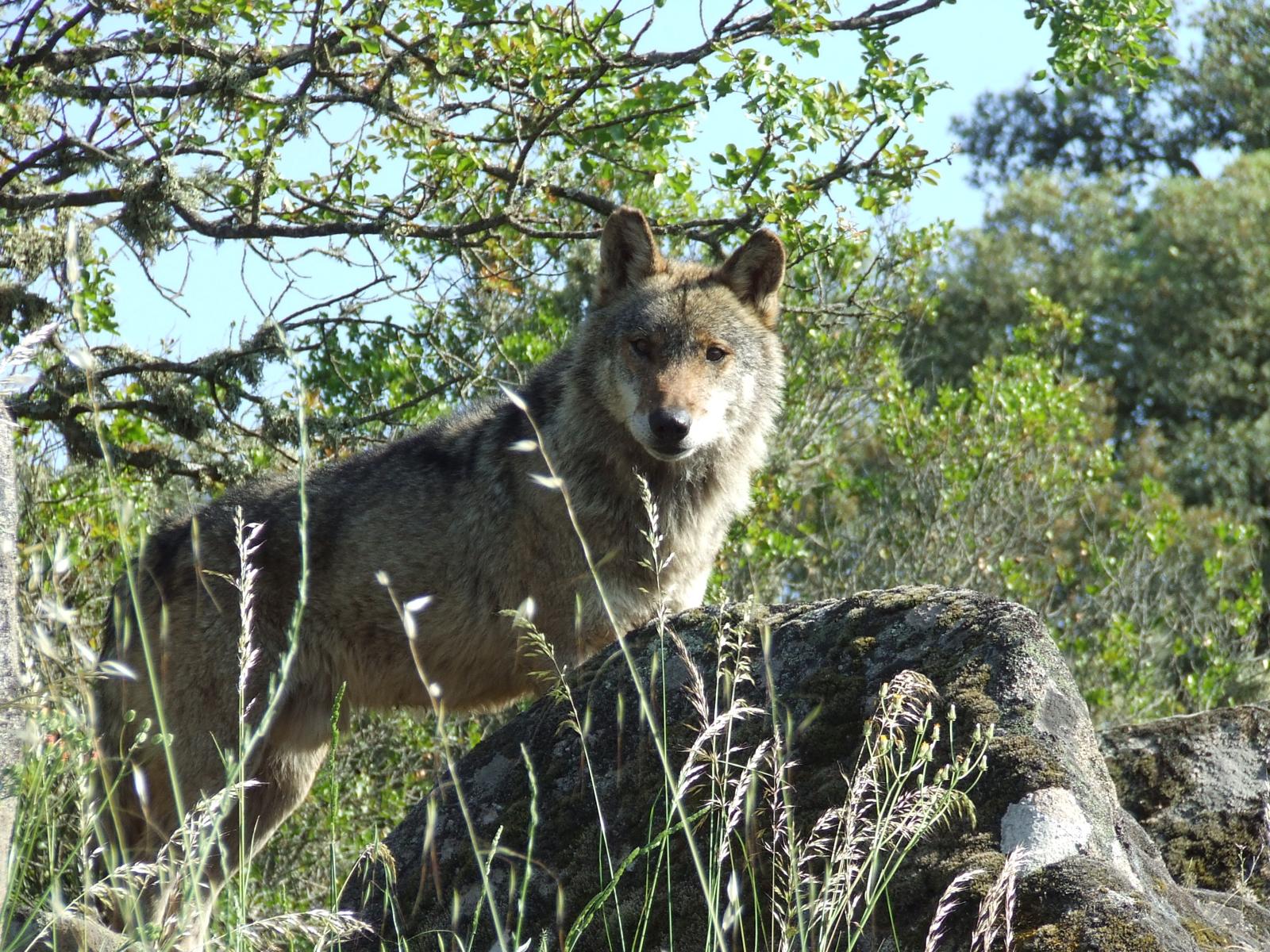 Imagen de un lobo en los montes españoles. - 
