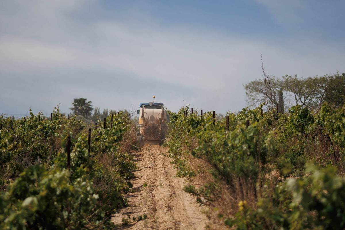 El Marco de Jerez mira la maduración de la uva en 'modo Windguru'