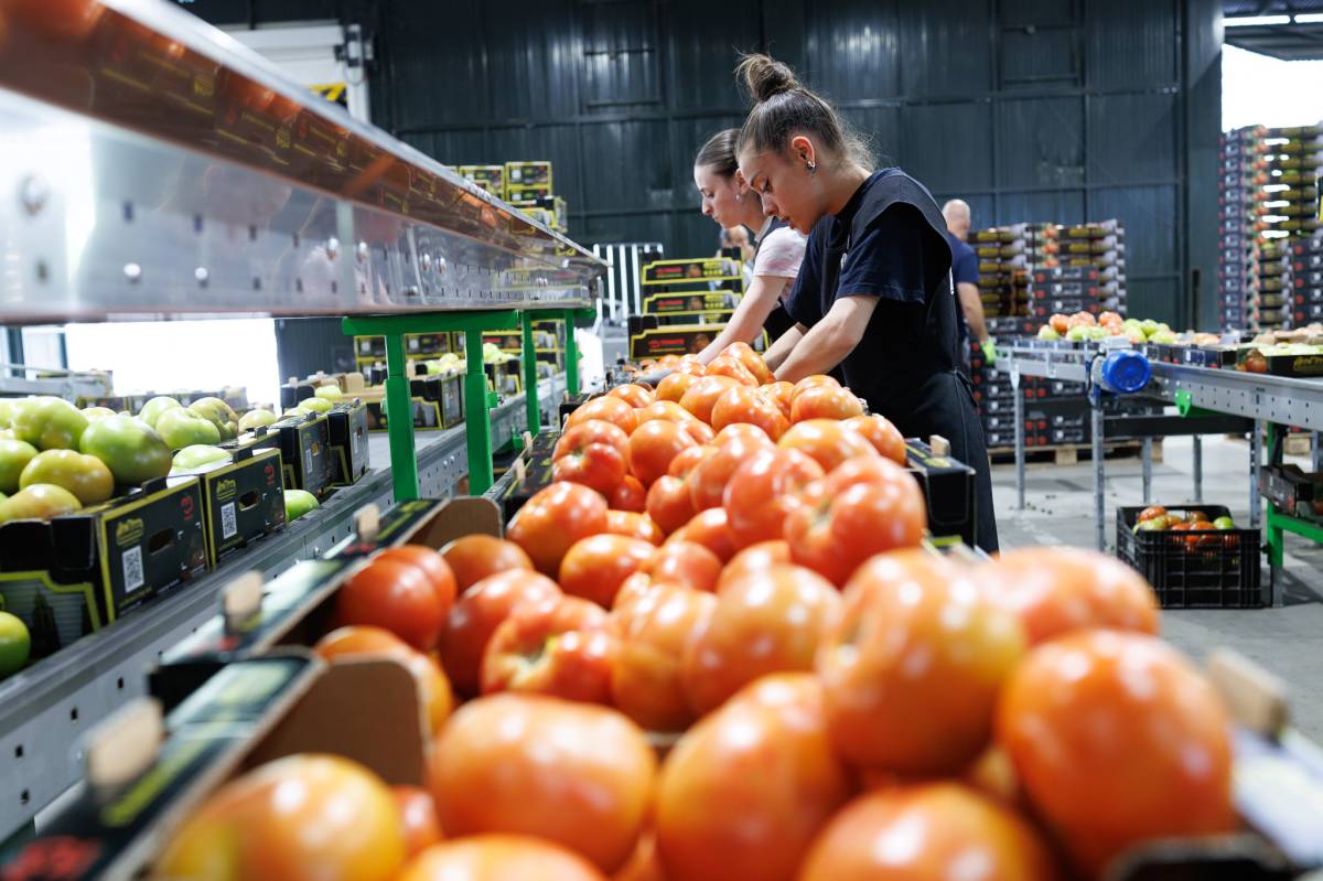 Los Palacios y su tomate global: la nueva generación de manchoneros descubre la increíble rentabilidad de su transformación