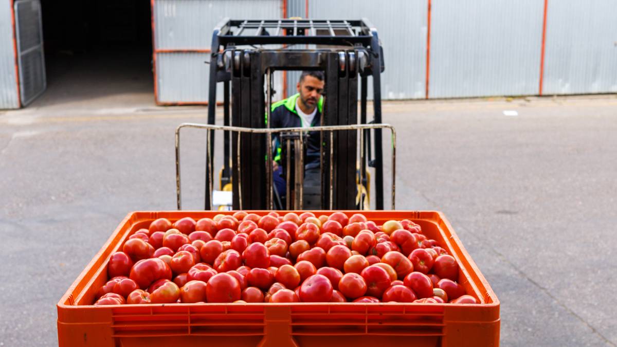 Campaña de tomates, Cooperativa las nieves,  Bombón Colorado de los Palacios 