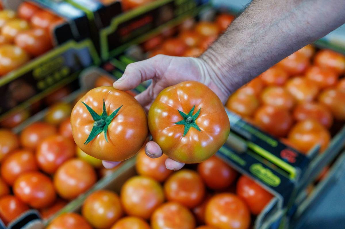 Campaña de tomates, Cooperativa las nieves,  Bombón Colorado de los Palacios 