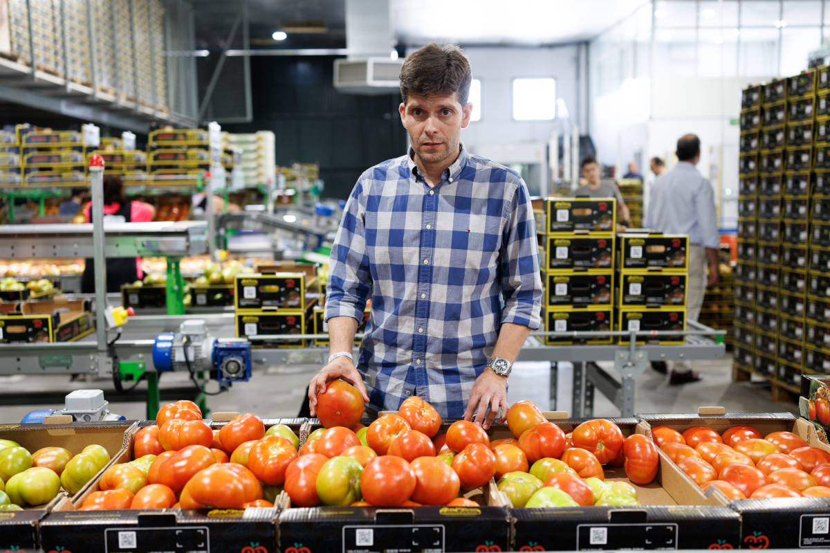 Campaña de tomates, Cooperativa las nieves,  Bombón Colorado de los Palacios 