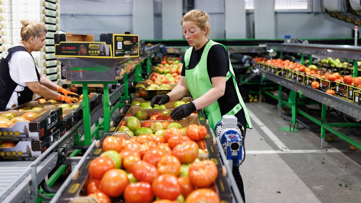 Campaña de tomates, Cooperativa las nieves,  Bombón Colorado de los Palacios 