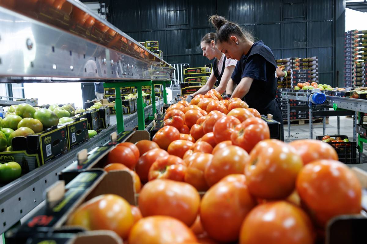 Campaña de tomates, Cooperativa las nieves,  Bombón Colorado de los Palacios 
