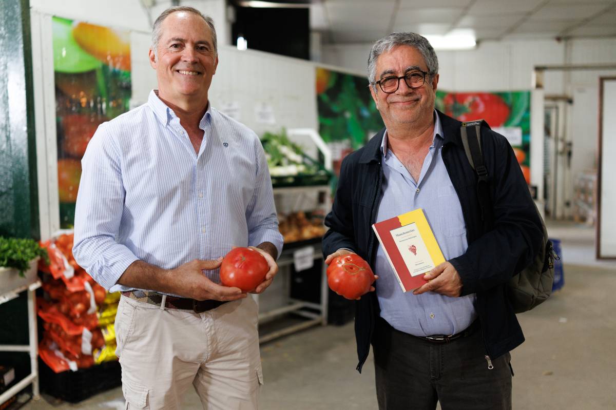 Campaña de tomates, Cooperativa las nieves,  Bombón Colorado de los Palacios 
