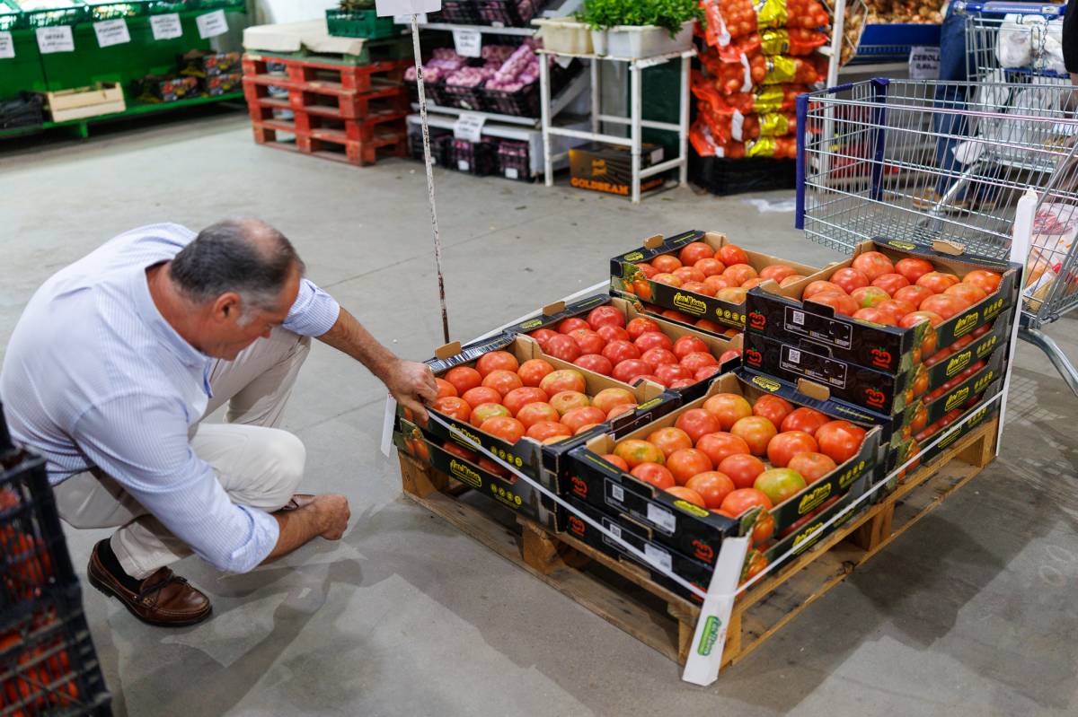 Campaña de tomates, Cooperativa las nieves,  Bombón Colorado de los Palacios 