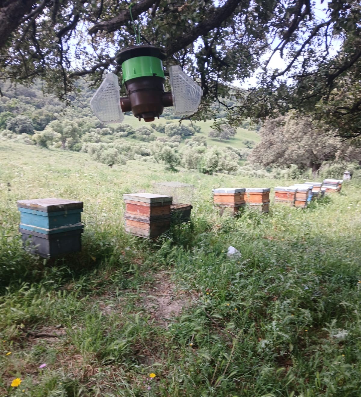 Trampas colmenas - Trampas colmenas