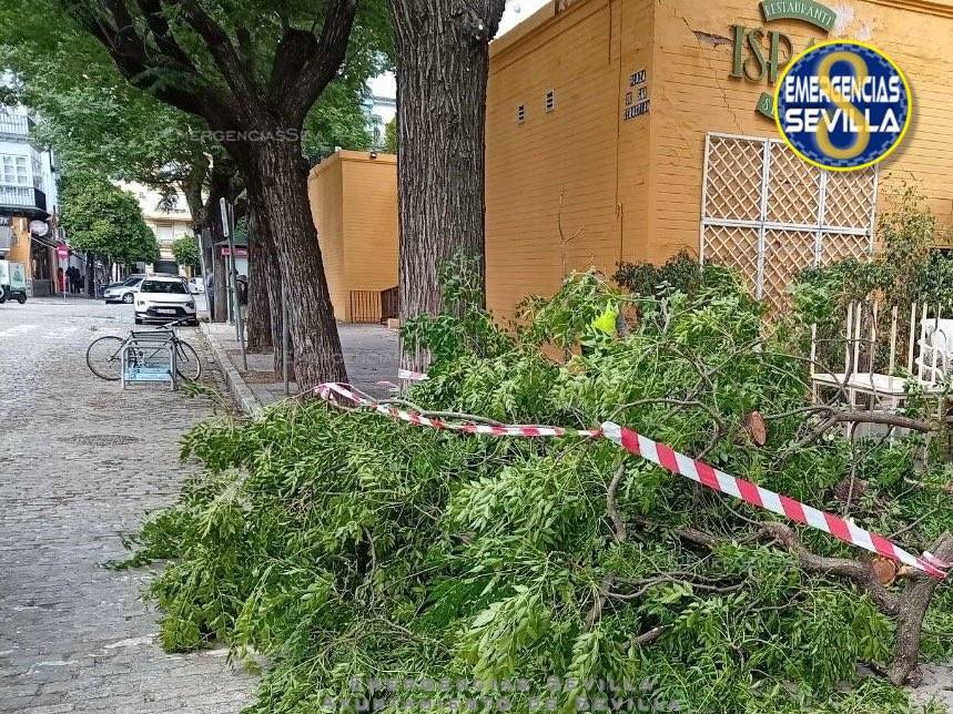 El temporal de este sábado deja dos heridos en Sevilla por la caída de la rama de un árbol