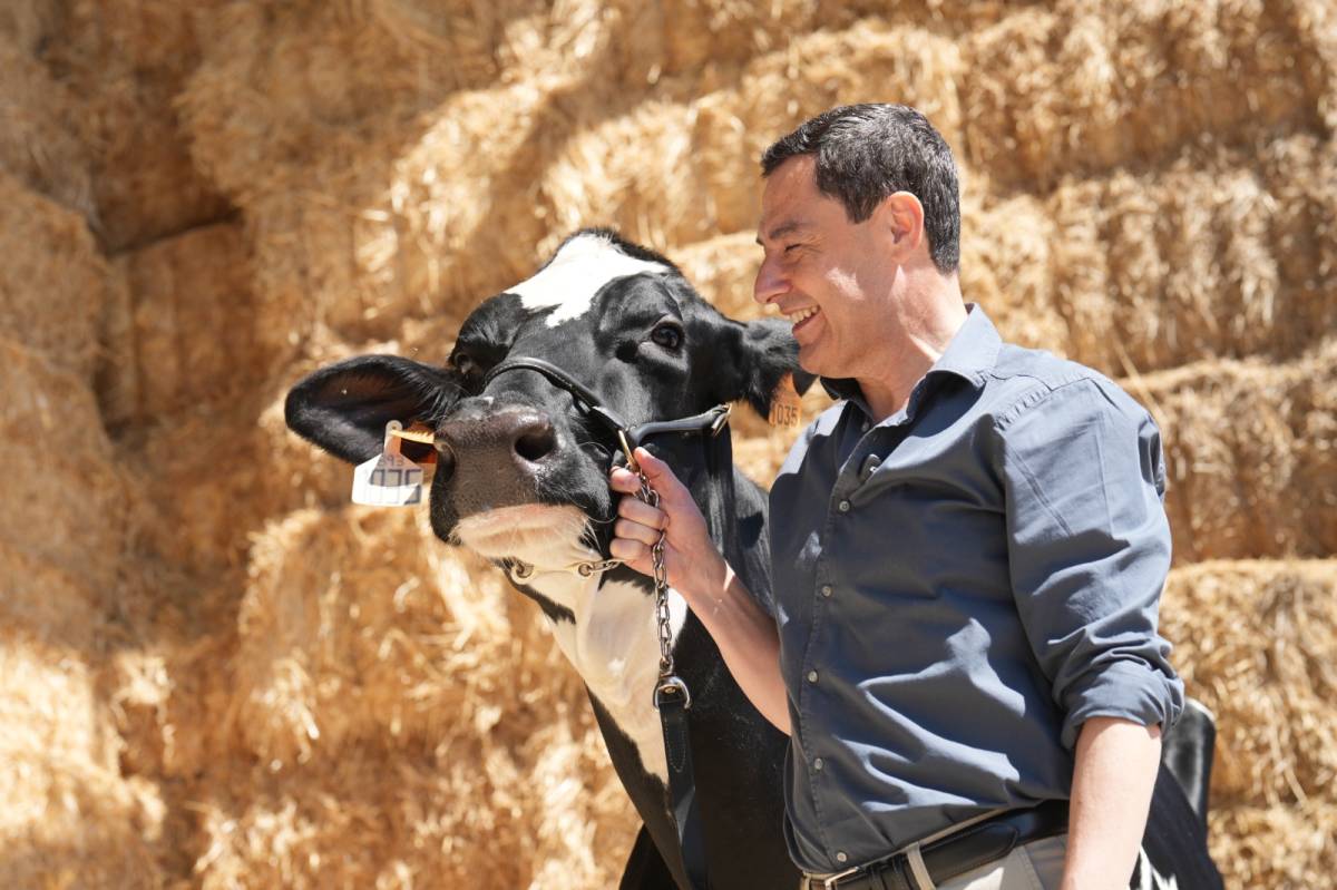 Juanma Moreno cumple con el rito de la vaca en campaña, esta vez 'Blanca', nieta de aquella a la que preguntó si votaba al PP