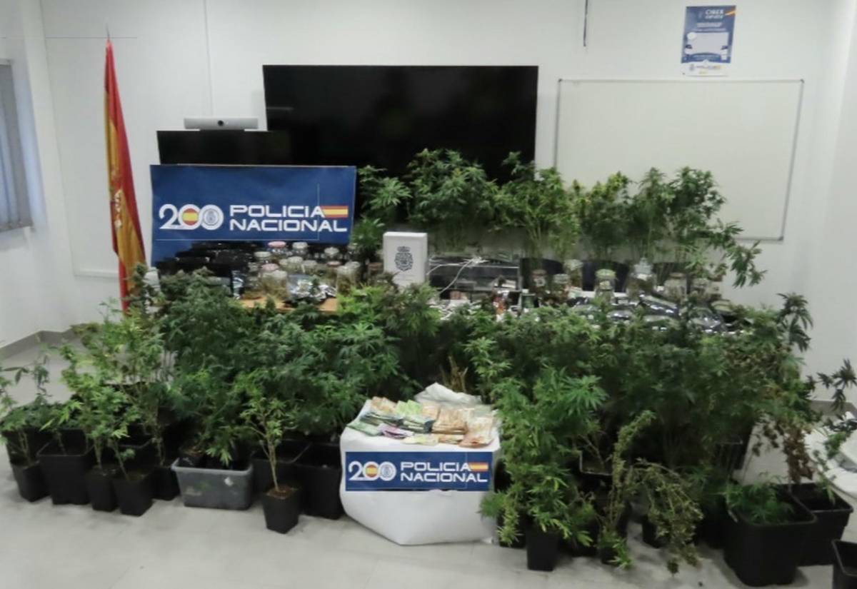 Narcos en pleno centro de Rota: plantación y 90.000 euros en efectivo