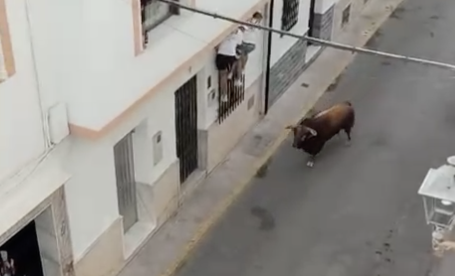 El Toro del Gayumbo de Ubrique, poco antes de matar a un hombre a embestidas. - 