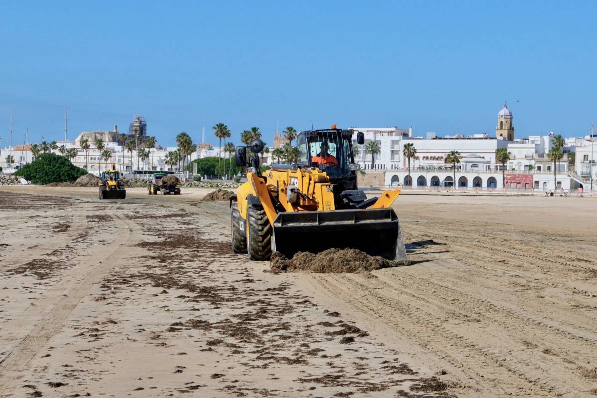 Rota retira el alga asiática de sus playas con maquinaria pesada, incumpliendo el plan de gestión  de la Junta