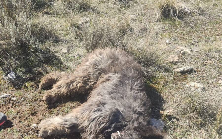 La muerte del perro Nerón llega al Supremo: un cazador fue condenado a un año de cárcel en primera instancia