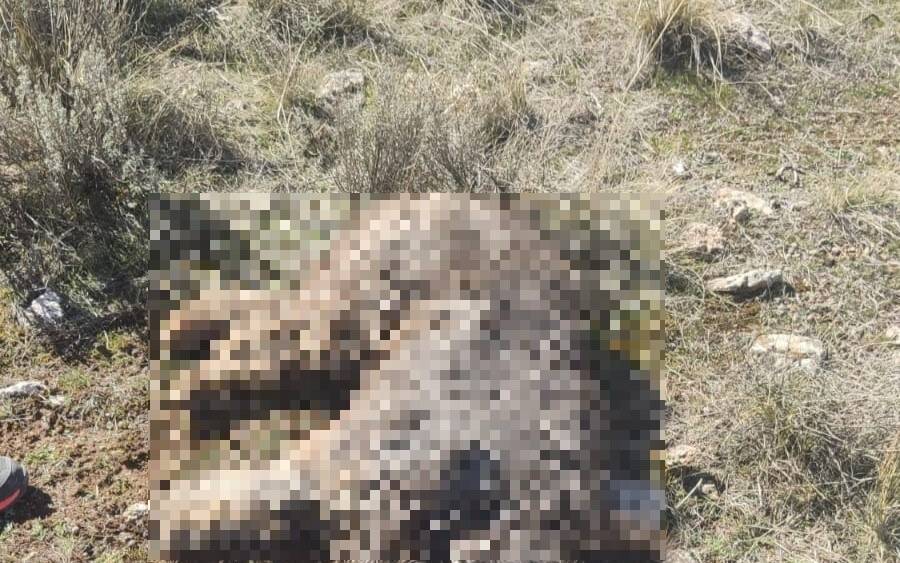 La muerte del perro Nerón llega al Supremo: un cazador fue condenado a un año de cárcel en primera instancia