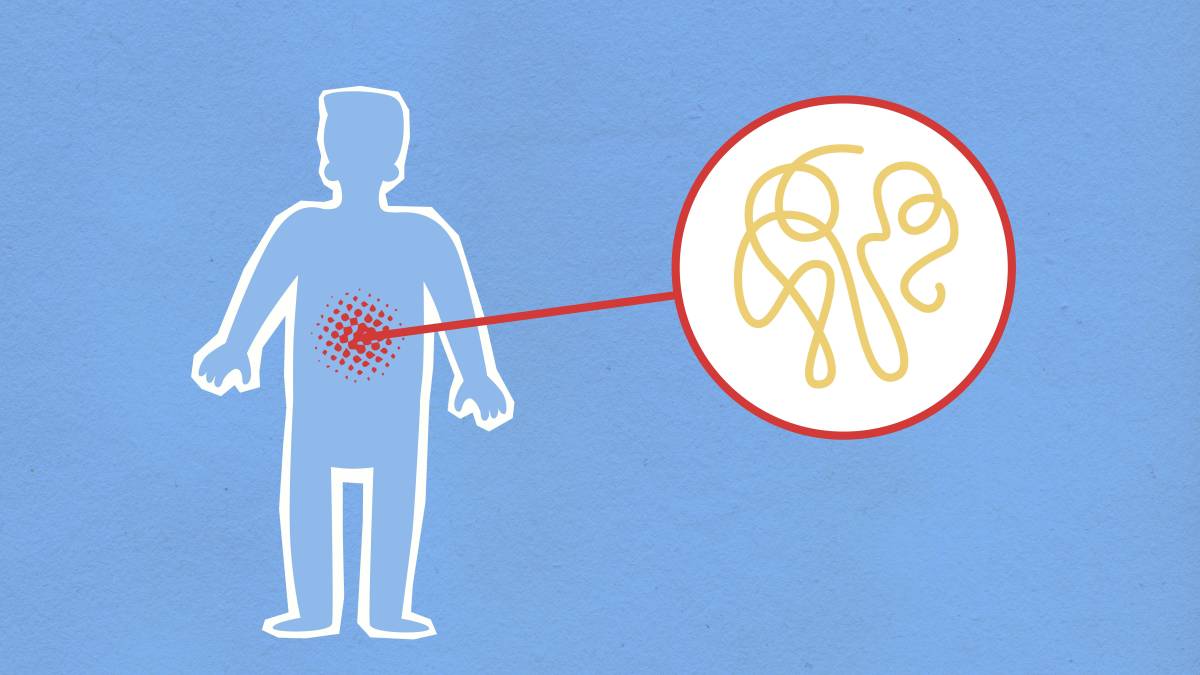 Qué son las enzimas digestivas y por qué son importantes en la nutrición