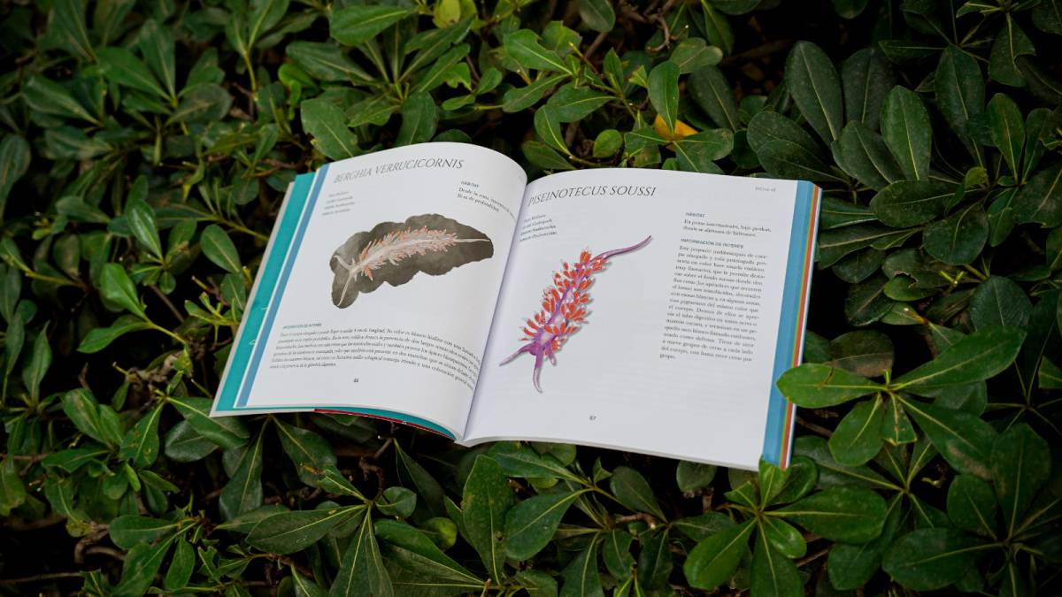Juan Lucas Cervera Libro Caleta viva 