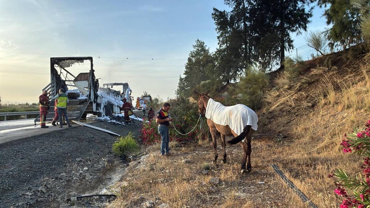Ocho mulos mueren calcinados camino de El Rocío