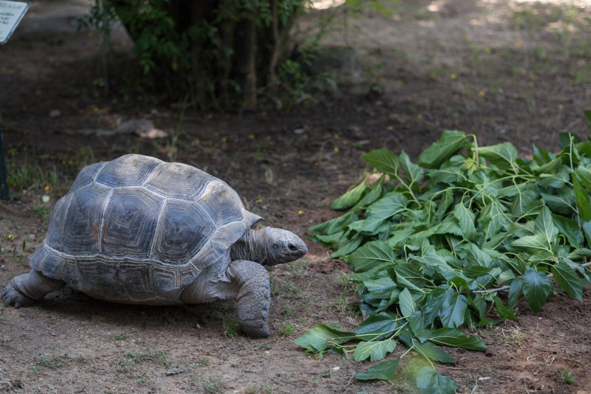APADRINAMIENTO TORTUGA WILLIAM AND HUMBERT