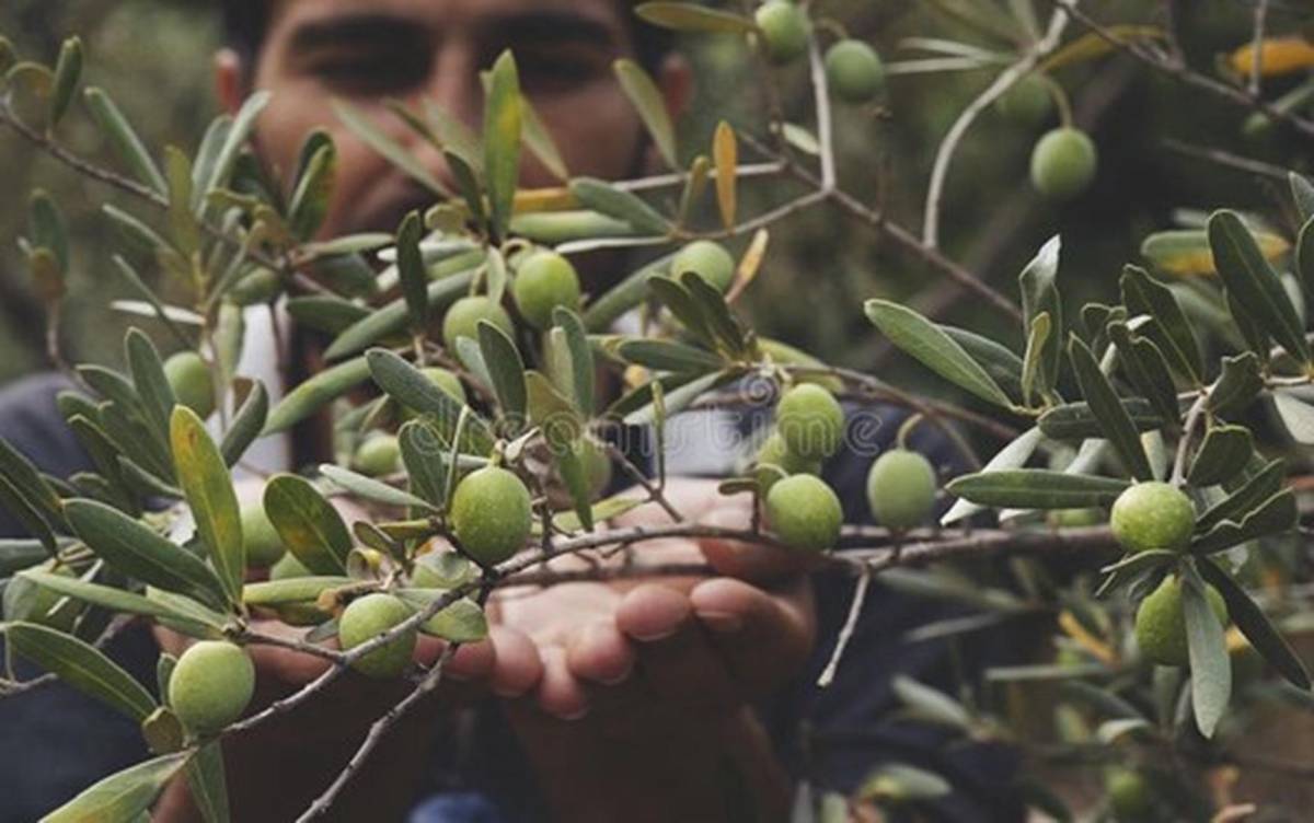 ¿Cómo afecta al campo la regularización extraordinaria de migrantes?