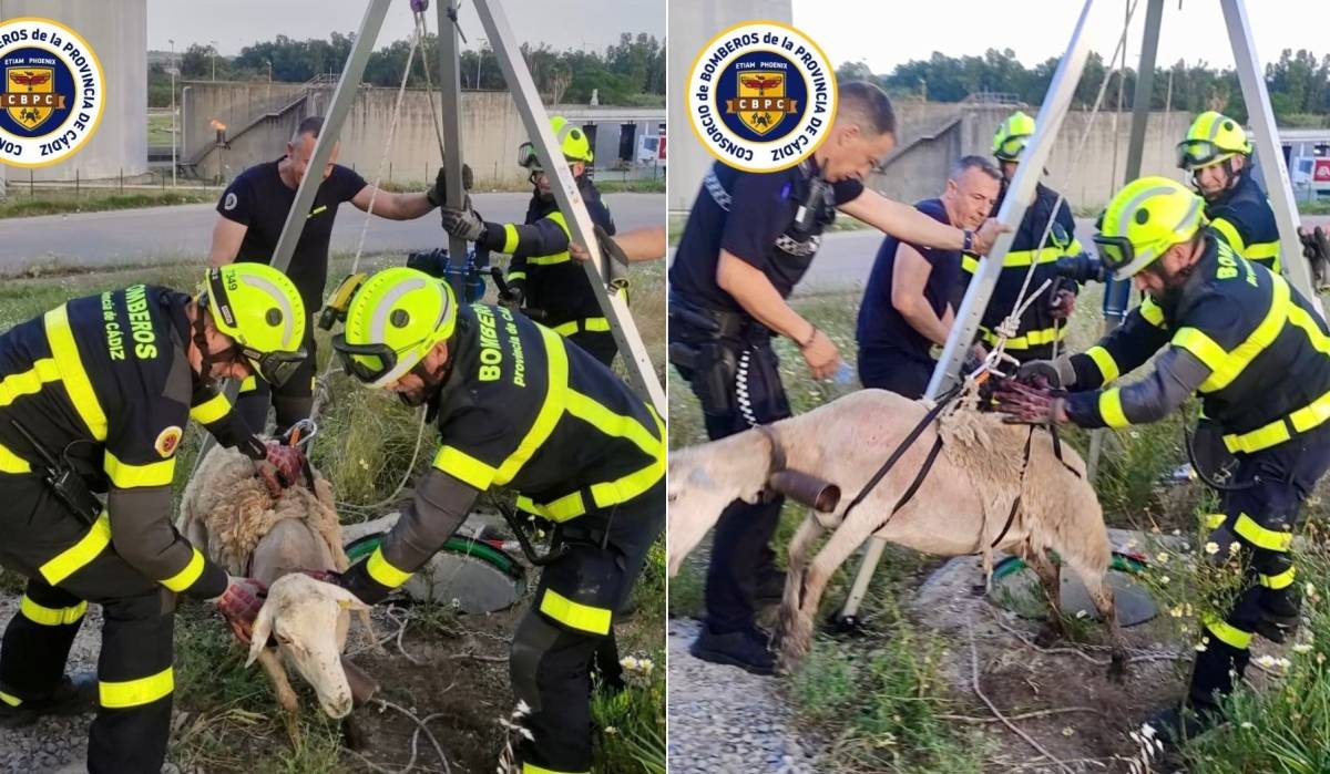 Así ha sido el rescate a una oveja caída a un pozo en el Jerez rural