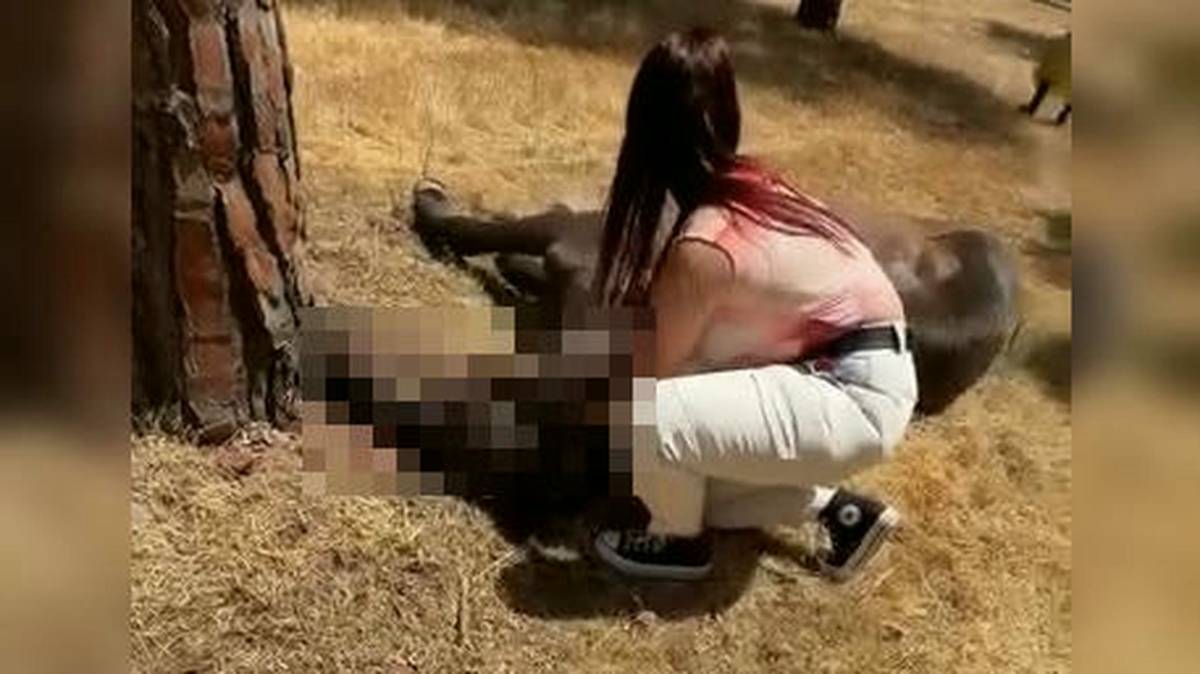 Pacma denuncia al menos 15 animales muertos en El Rocío y critica el retorno por carretera asfaltada en plena ola de calor