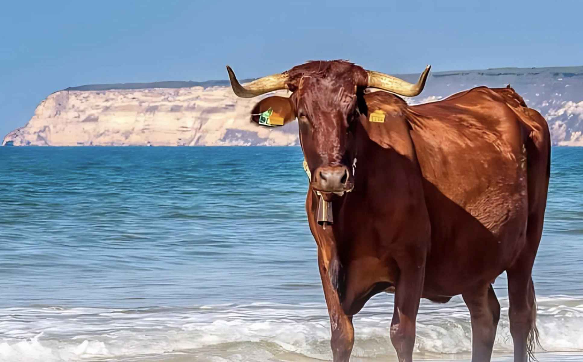 Una vaca retinta en una playa de Barbate. - Una vaca retinta en una playa de Barbate.