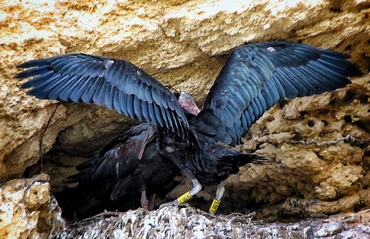 Ibis eremita, en una imagen reciente. - 