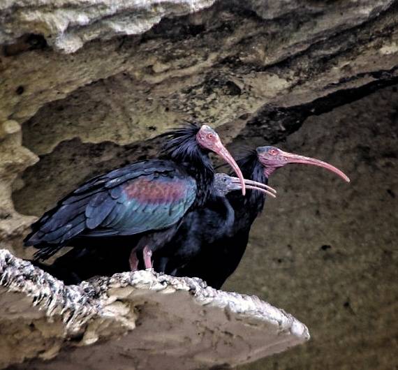 Varios ibis eremitas, en La Barca de Vejer. - Varios ibis eremitas, en La Barca de Vejer.