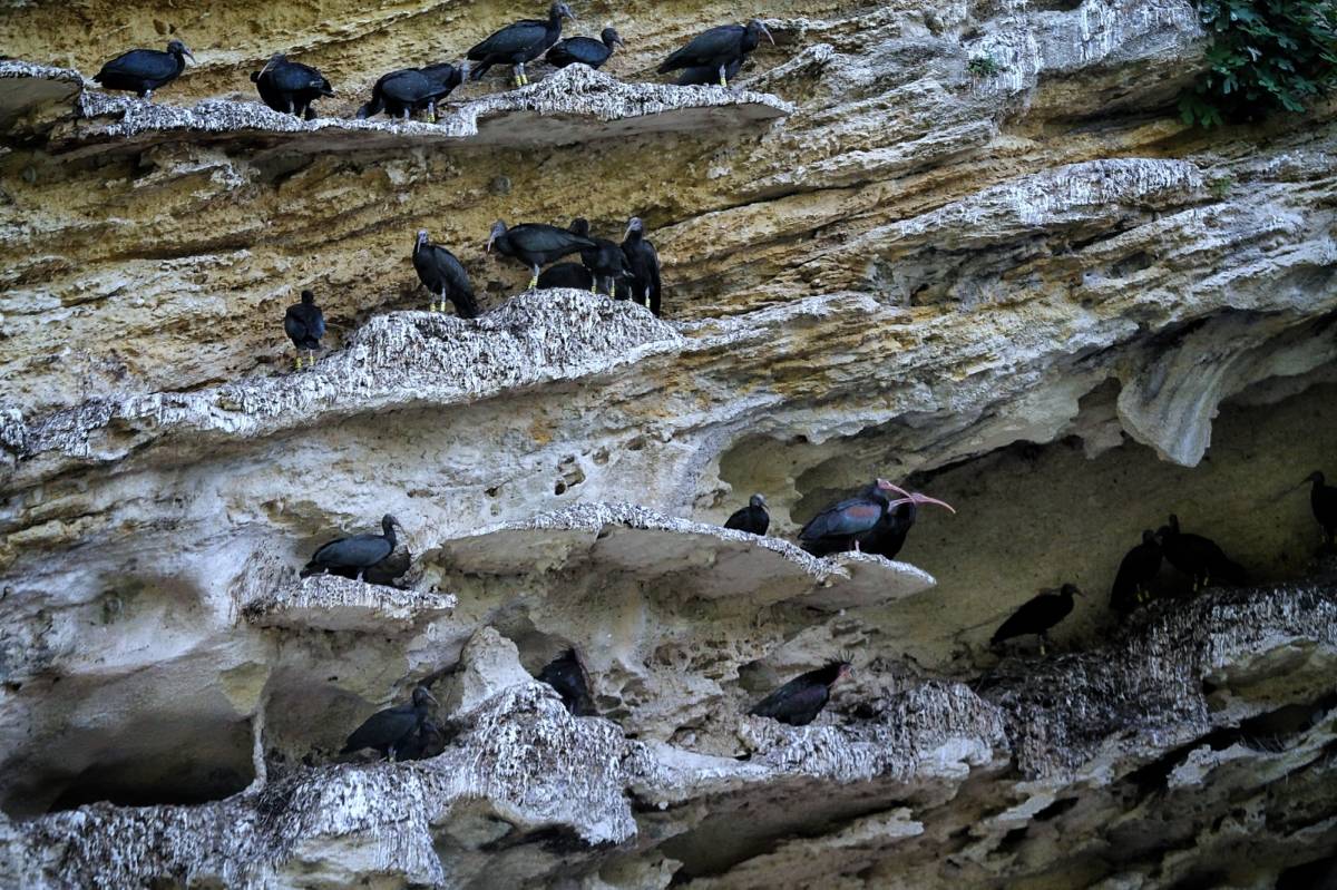 Ibis eremitas, 'escondidos' entre las rocas. - Ibis eremitas, 'escondidos' entre las rocas.