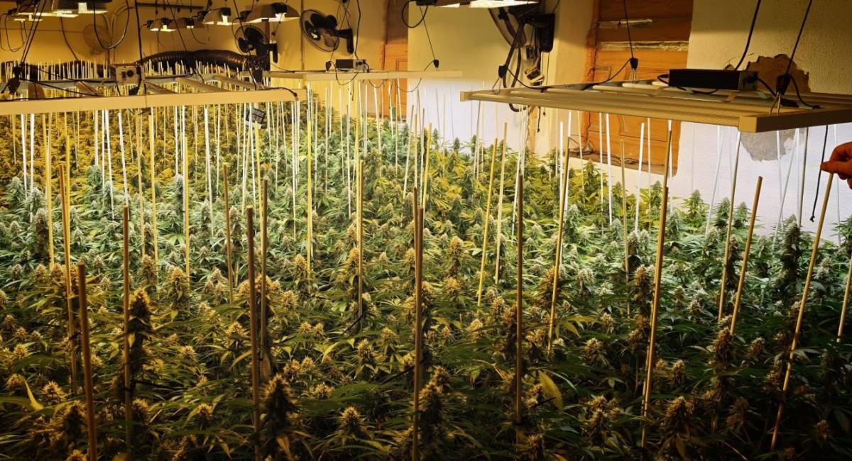 Plantación indoor de marihuana descubierta en la casa de Lebrija.
