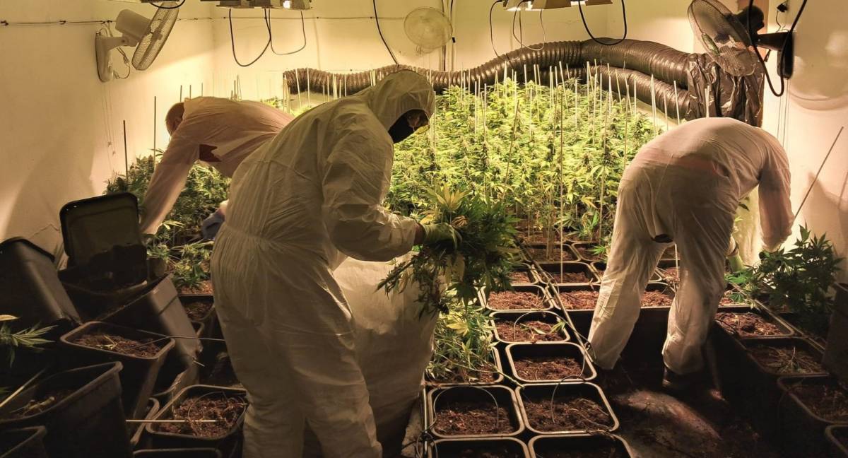 Vecinos alertan de un fuerte olor a marihuana en una casa de Lebrija: había más de 700 plantas, 'criadas' con un enganche ilegal