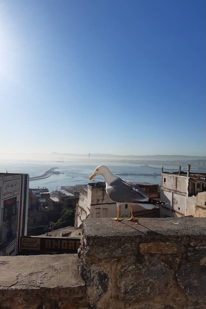 Una vista de Argel.