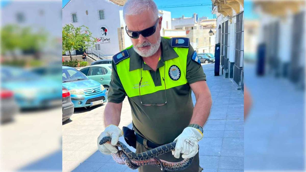 Esta es la culebra de enorme tamaño encontrada en una vivienda de la plaza Belén de Jerez