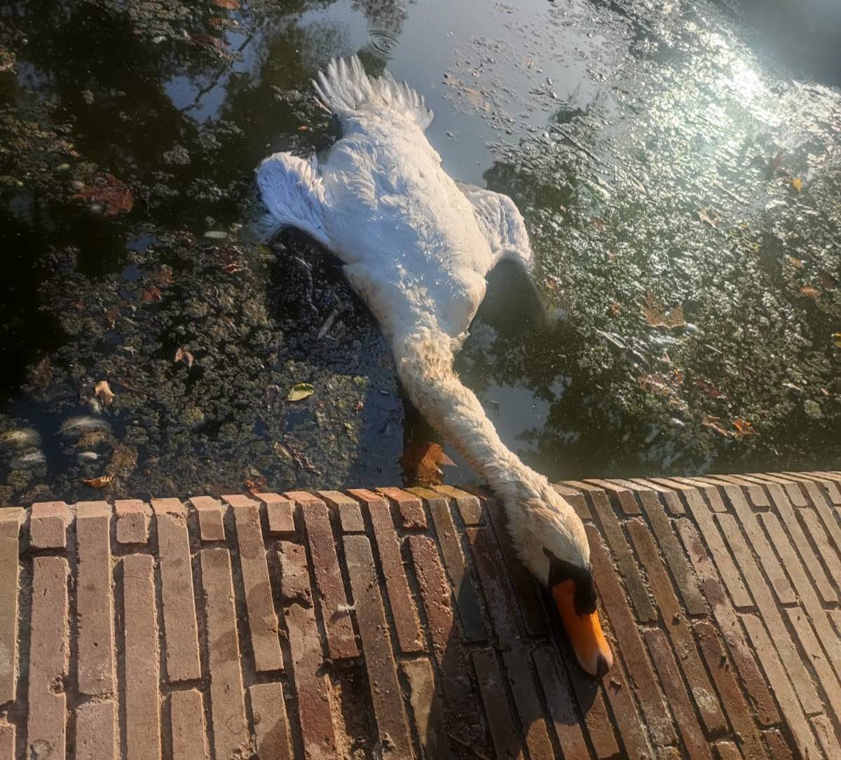 Uno de los animales del Parque de María Luisa el pasado verano. - Uno de los animales del Parque de María Luisa el pasado verano.