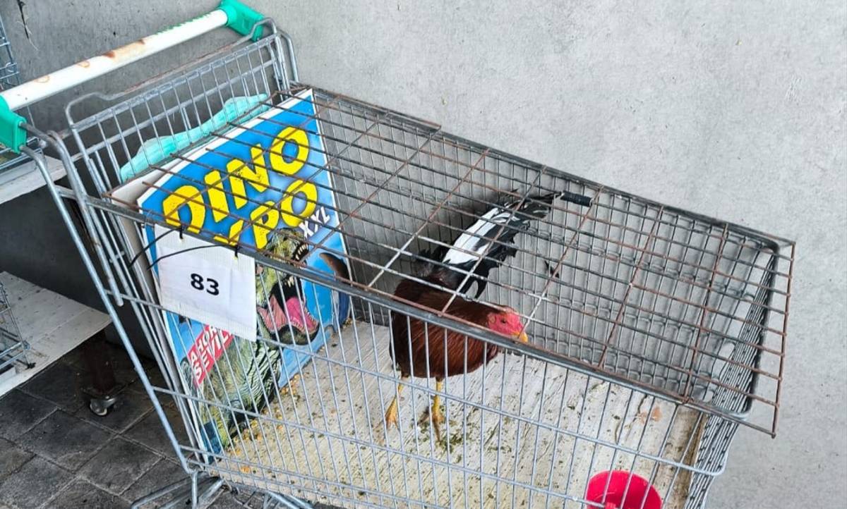 Un gallo en carro de la compra a modo de jaula improvisada en el Zoosanitario de Sevilla